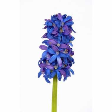 Blauwe hyacinth 30 cm