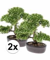 2x ficus mini bonsai kamerplanten 32 cm
