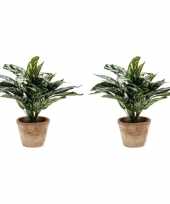 2x nep planten groene aglaonema 35 cm met pot