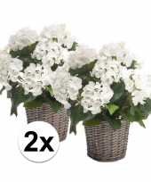 2x witte hortensia plant in mand 45 cm