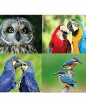 3d koelkast magneetjes met vogels 4 stuks
