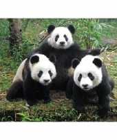 3d magneetje panda familie