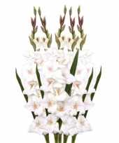 5x witte gladiolen 102 cm